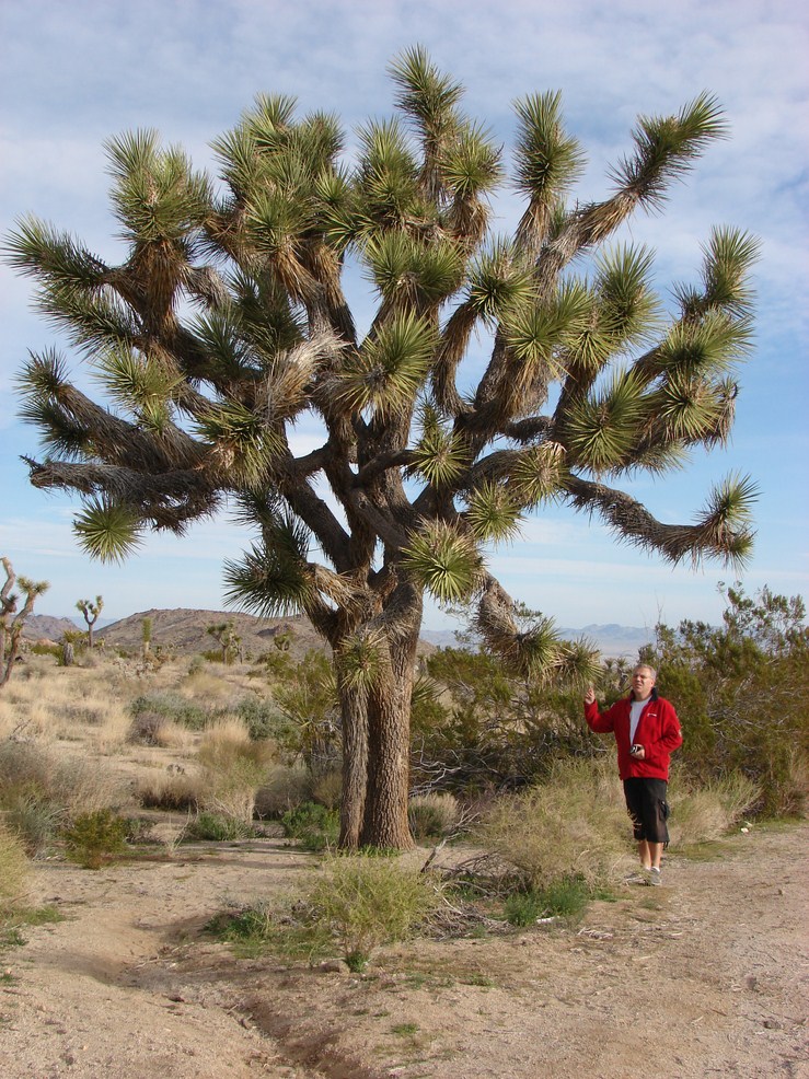 joshua tree (4) (Copier).JPG